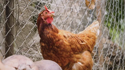 Brown chicken stands outside of a wire fence Stock Footage 276744034