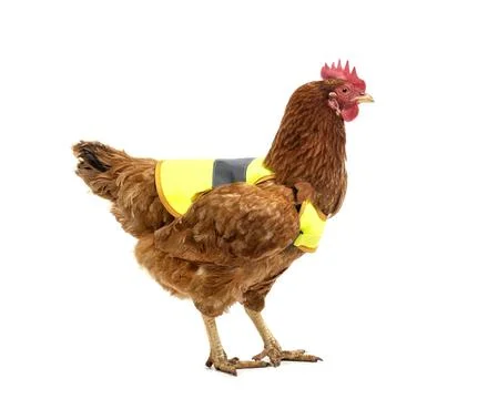 Brown chicken in studio Stock-Fotos