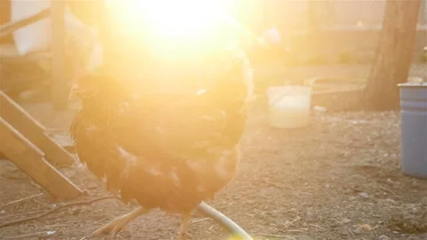 Brown chicken at sunset Stock Footage 107734599