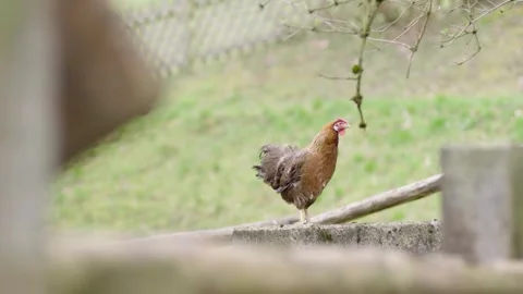 Brown Chicken Walking on Concrete Edge in Outdoor Rural Farmyard during Daytime Stock Footage 334054720