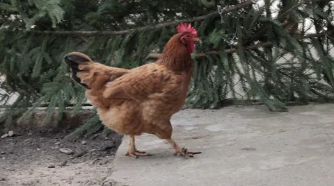 Brown chicken walking Stock Footage 63319711