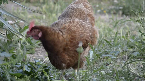 Brown chicken walking in the grass Stock Footage 34271516