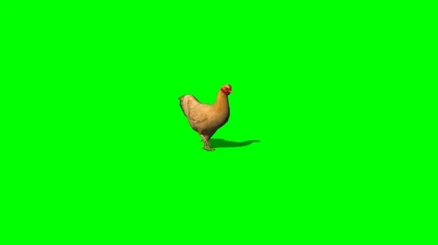 Brown chicken walking - green screen Stock Footage 41339161