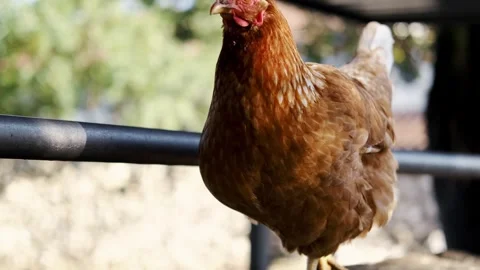 A brown chicken walks along a stone fence in natural daylight. Close view shows Stock Footage 327536444
