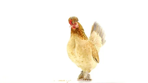 Brown chicken on a white background screen Stock Footage 108104168