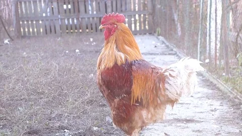 Brown chickens close up Stock Footage 84045988