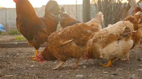 Brown chickens eat grain Stock Footage 107737445