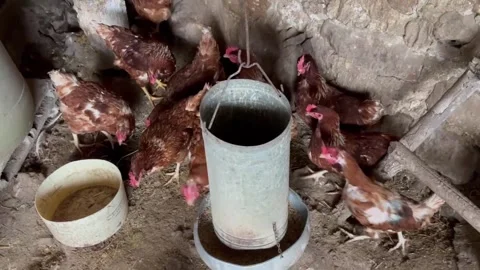 Brown chickens eating together from a farm feeder 스톡 동영상 320856483