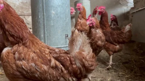 Brown chickens eating together from a farm feeder Video stock 320856485