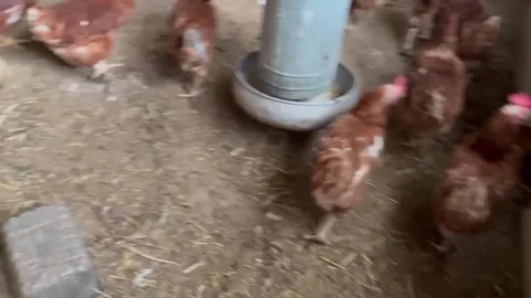 Brown chickens eating together from a farm feeder Video stock 320856489