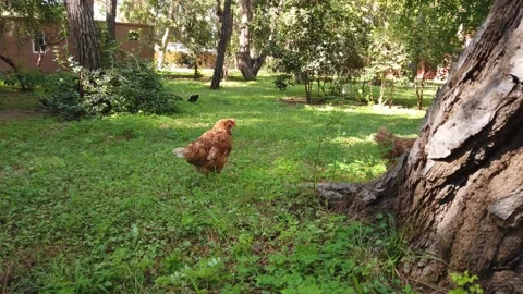 Brown Chickens At The Garden. Stock Footage 230450714