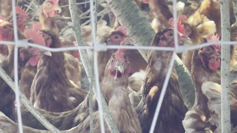 Brown chickens looking through wire close up Stock Footage 340190259