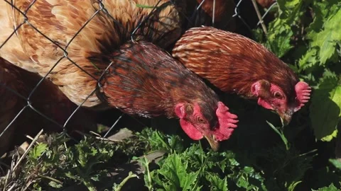 Brown chickens peck grass through fence of hencoop Stock Footage 156708686