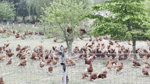 Brown chickens pecking ground slow motion Vídeos de archivo 334105376