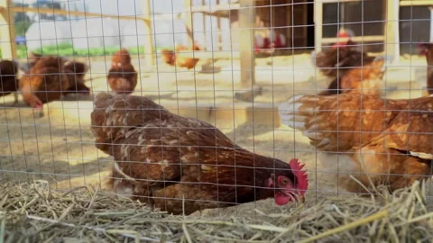 Brown Chickens Pecking Hay In Wire Coop On Sunny Farm Stock Footage 337709094