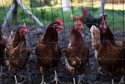 Brown chickens Foto stock