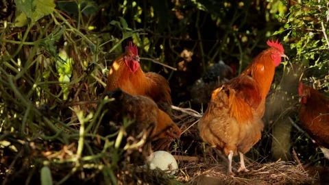 Brown Chickens on the Prowl Stock Footage 128225691