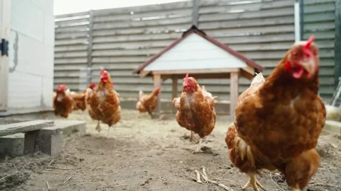 Brown chickens in a run run after the camera, slow motion Stock Footage 305553005