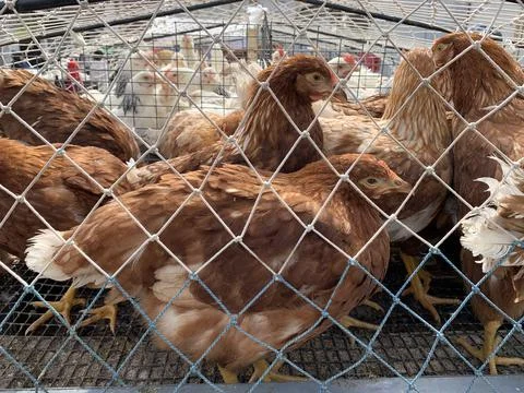 Brown chickens sit under the net. Poultry farm Stock Photos