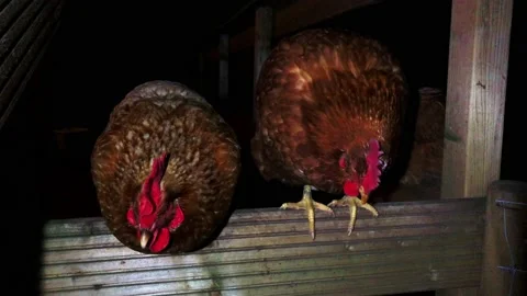 Brown chickens sleeping at night outside in the wind Stock Footage 171883642