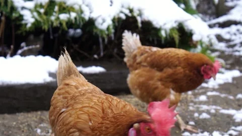 Brown chickens in the snow - a cat in the background Video stock 174322810