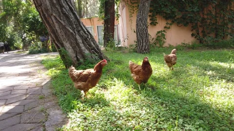 Brown Chickens By The Tree Vidéo 230453421