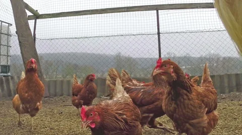 Brown chickens walking around the yard Stock Footage 61326610