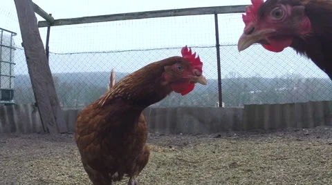 Brown chickens walking around the yard Stock Footage 61326796