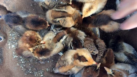 Brown chicks Close up Stock Footage 125801971