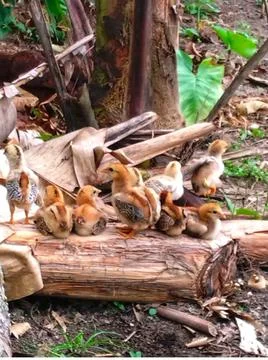 Brown chicks Stock Photos