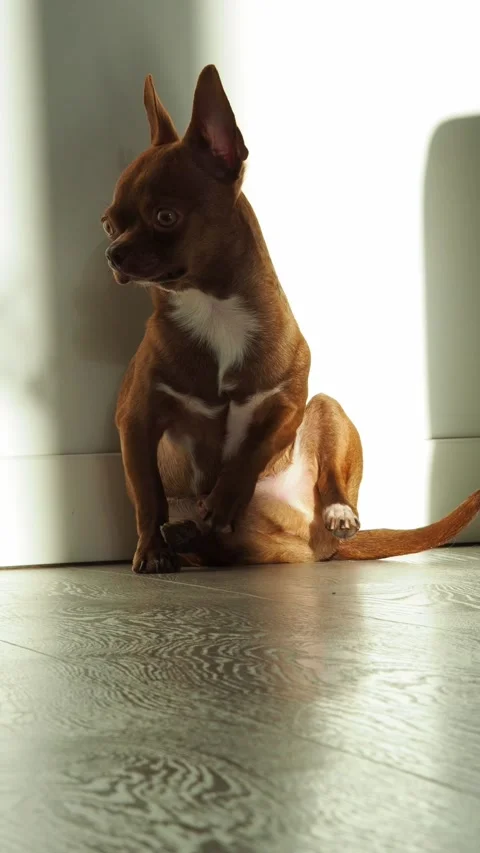 A brown Chihuahua dog basks in the rays of the bright sun on a sunny spring day. Stock Footage 303475686