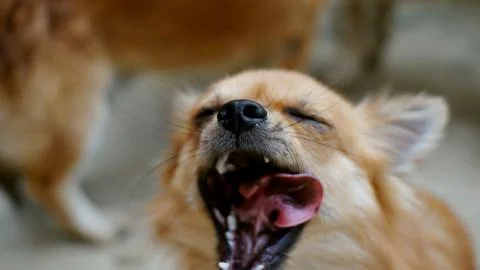 A brown Chihuahua dog sleepy Stock Photos