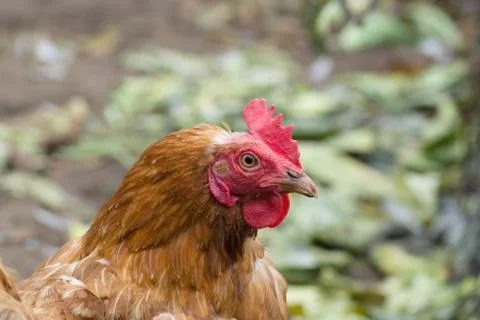 The brown chiken Stock Photos