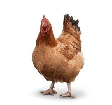 Brown chiken Stock Photos