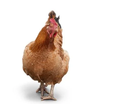 Brown chiken Stock Photos
