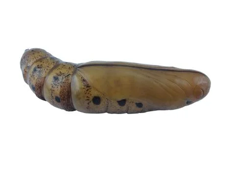 Brown chrysalis Stock Photos