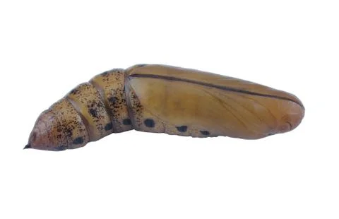 Brown chrysalis Stock Photos