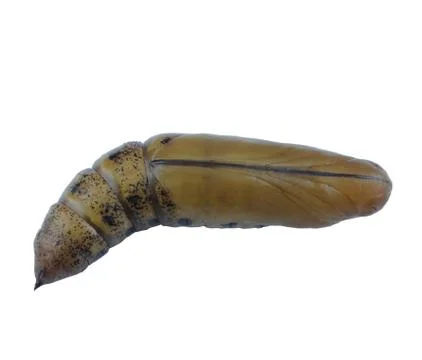Brown chrysalis Stock Photos