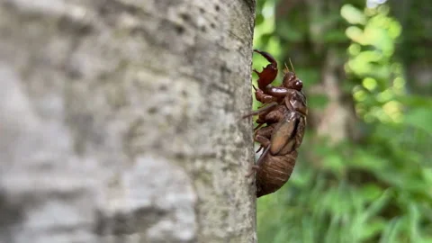 Brown cicada nymph insect slowly climbing a tree trunk Stock Footage 232287045
