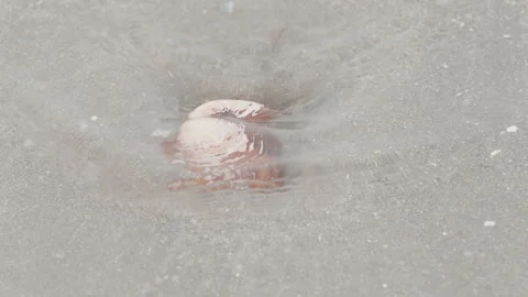 A brown clam shell buried on the sand in Estonia Stock Footage 256498222