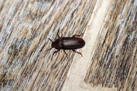Brown click beetle crawling on a textured wooden surface with natural grain Stock Photos