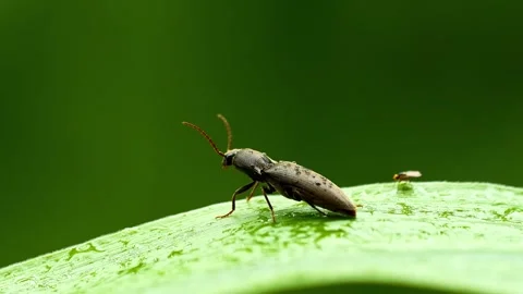 Brown click beetle resting on green leaf in garden Stock Footage 340780875