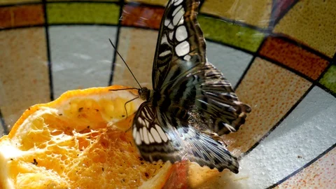 A Brown Clipper butterfly drinks orange juice from a garden feeder Stock Footage 102192410
