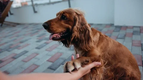 Brown Cocker Spaniel dog pet playing gives a foot puppy animal young adorable Stock Footage 114291729