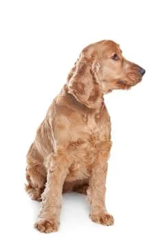 Brown cocker spaniel dog Stock Photos