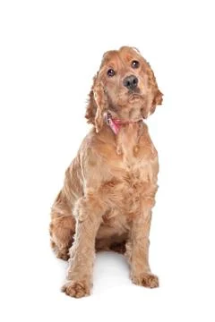 Brown cocker spaniel dog Stock Photos