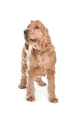 Brown cocker spaniel dog Stock Photos