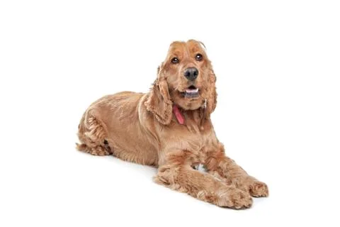 Brown cocker spaniel dog Stock Photos