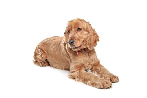 Brown cocker spaniel dog Stock Photos