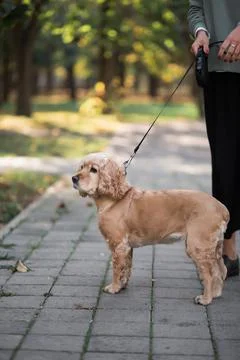 A brown cocker spaniel on a leash stands on a gray paving slab Stock Photos